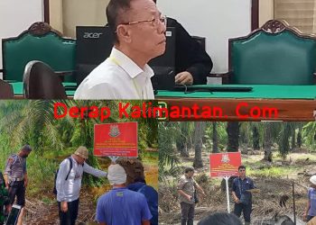 Vonis 10 Tahun dan UP 797 M, Akuang Tak Ditahan Hakim, Koperasi STM Diduga Masih Panen Sawit di Hutan Negara, Kastel Langkat : Dititip ke BKSDA