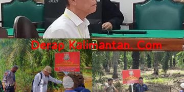 Vonis 10 Tahun dan UP 797 M, Akuang Tak Ditahan Hakim, Koperasi STM Diduga Masih Panen Sawit di Hutan Negara, Kastel Langkat : Dititip ke BKSDA