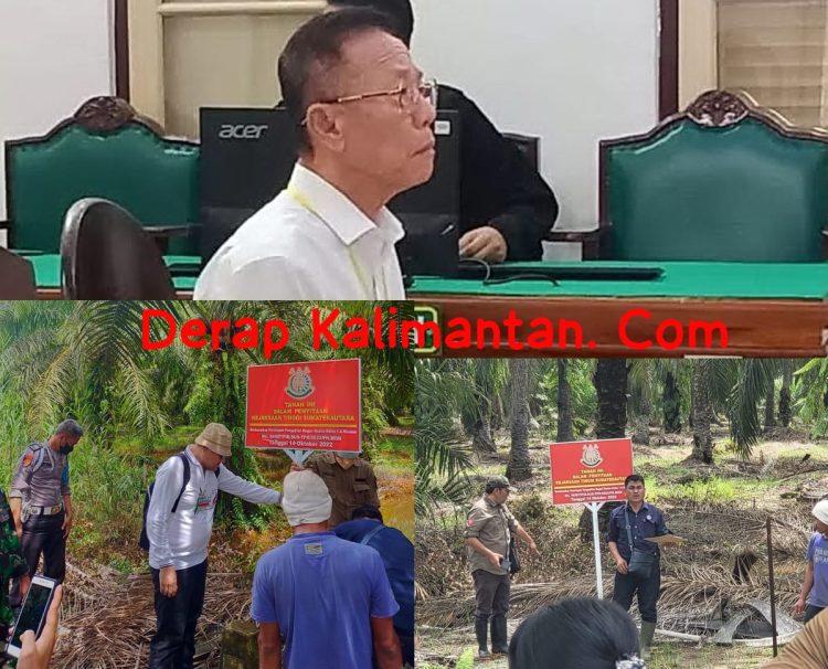 Vonis 10 Tahun dan UP 797 M, Akuang Tak Ditahan Hakim, Koperasi STM Diduga Masih Panen Sawit di Hutan Negara, Kastel Langkat : Dititip ke BKSDA