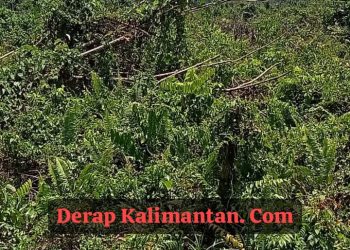 Kepala Adat Dumaring Kecewa: Lahan 600 Hektar untuk Pemekaran Diduga Diperjualbelikan, Ancam Tarik Kembali