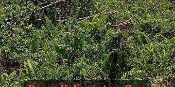 Kepala Adat Dumaring Kecewa: Lahan 600 Hektar untuk Pemekaran Diduga Diperjualbelikan, Ancam Tarik Kembali