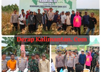 Panen Raya Jagung Serentak di Girimukti, Polres PPU dan Petani Bersatu Wujudkan Swasembada Pangan
