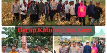 Panen Raya Jagung Serentak di Girimukti, Polres PPU dan Petani Bersatu Wujudkan Swasembada Pangan