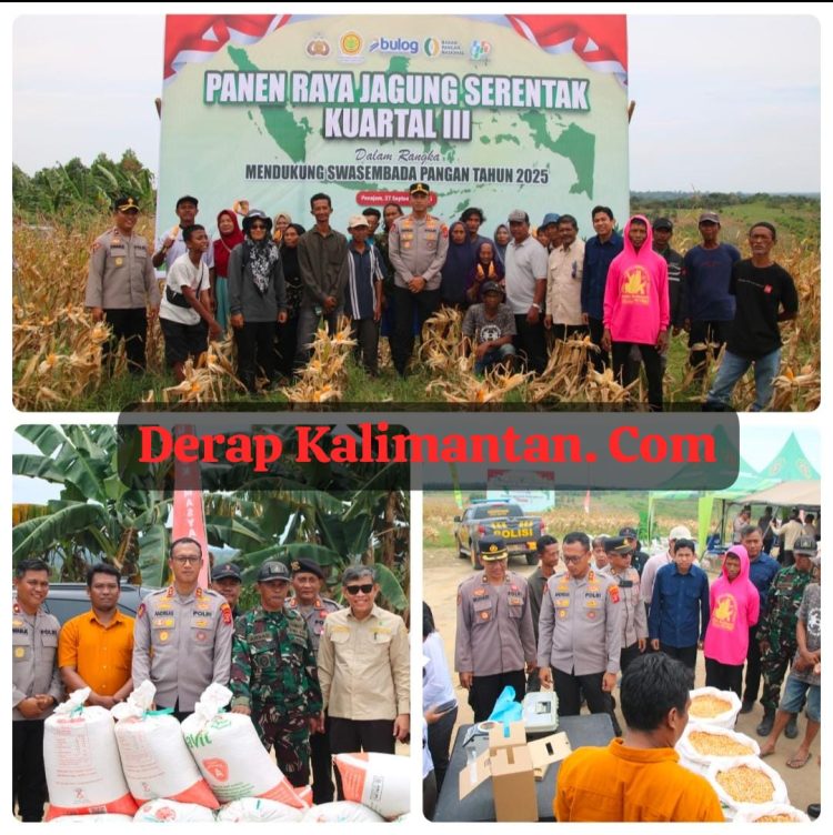 Panen Raya Jagung Serentak di Girimukti, Polres PPU dan Petani Bersatu Wujudkan Swasembada Pangan