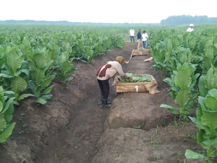 PTPN Cadangkan 500 Hektare Lahan untuk Hidupkan Kembali Kejayaan Tembakau Deli