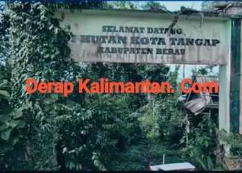 Kerusakan Sistematis Hutan Kota Tangap, Aparat Didesak Bongkar Aktor Utama