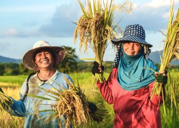 Swasembada Pangan Bukti Keberhasilan Strategi Ketahanan Nasional Pemerintahan Presiden Prabowo