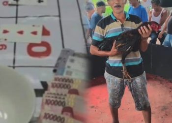 Judi Dadu & Sabung Ayam milik “Cabak” yang berada di Kelurahan Limau Sundai, Kec. Binjai Barat, Kota Binjai Kebal Hukum