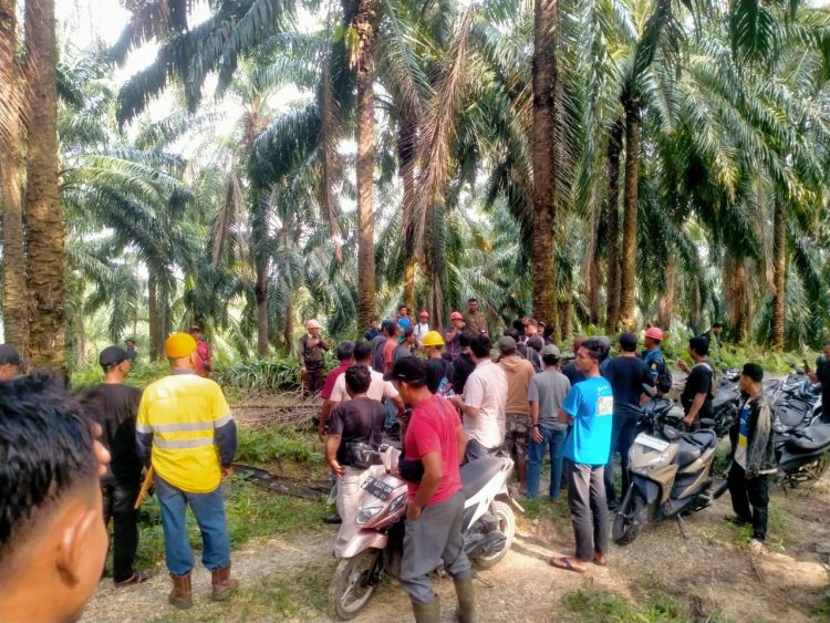 Warga Lima Desa Dan LPHD Protes, PT SAI Masih Panen Buah Sawit Di Area Sengketa Kawasan Hutan Desa 