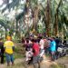 Warga Lima Desa Dan LPHD Protes, PT SAI Masih Panen Buah Sawit Di Area Sengketa Kawasan Hutan Desa 