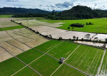 Swasembada Pangan Era Prabowo Diperkuat Aksi Nyata Daerah dan Dunia Usaha