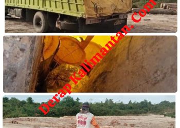 Dugaan Pembalakan Liar Mencuat di Kampung Usiran, Truk Fuso Bermuatan Kayu Log Diduga Tanpa Dokumen Resmi