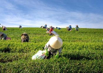 Indonesia Perkuat Swasembada Pangan dan Siap Menjadi Pemasok Pangan Dunia