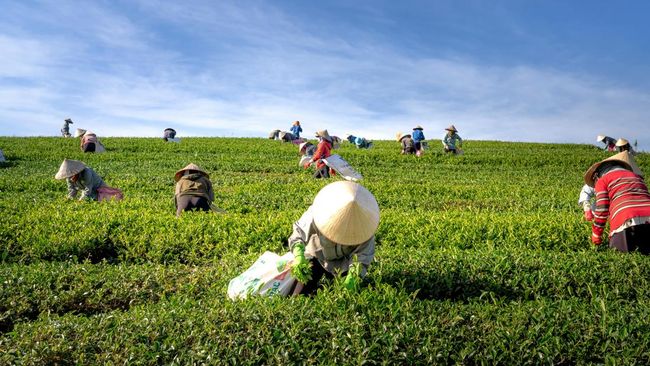 Indonesia Perkuat Swasembada Pangan dan Siap Menjadi Pemasok Pangan Dunia