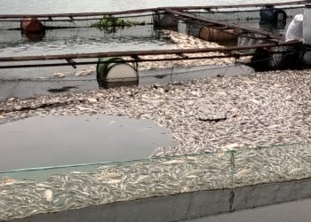 Kematian Massal Ikan di Keramba Waduk Jatiluhur, Petani Purwakarta Klaim Rugi hingga Rp5 Miliar