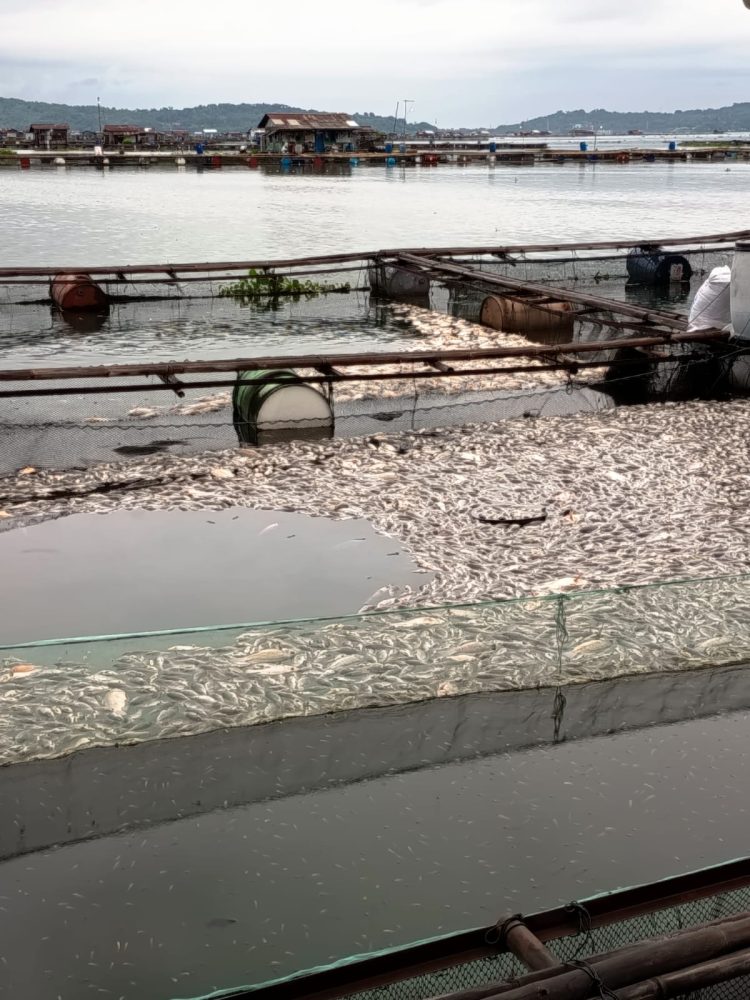 Kematian Massal Ikan di Keramba Waduk Jatiluhur, Petani Purwakarta Klaim Rugi hingga Rp5 Miliar