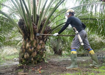 Komoditas Strategis Jadi Andalan Pemerintah Capai Swasembada Energi