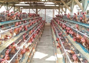 Swasembada Protein Dimulai, Pemerintah Garap Hilirisasi Ayam Terintegrasi