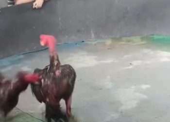 Ironi Operasi Pekat: Kapolrestabes Medan Gencar Sikat Judi, ‘Sabung Ayam’ Gang Sejati Malah Kebal Hukum