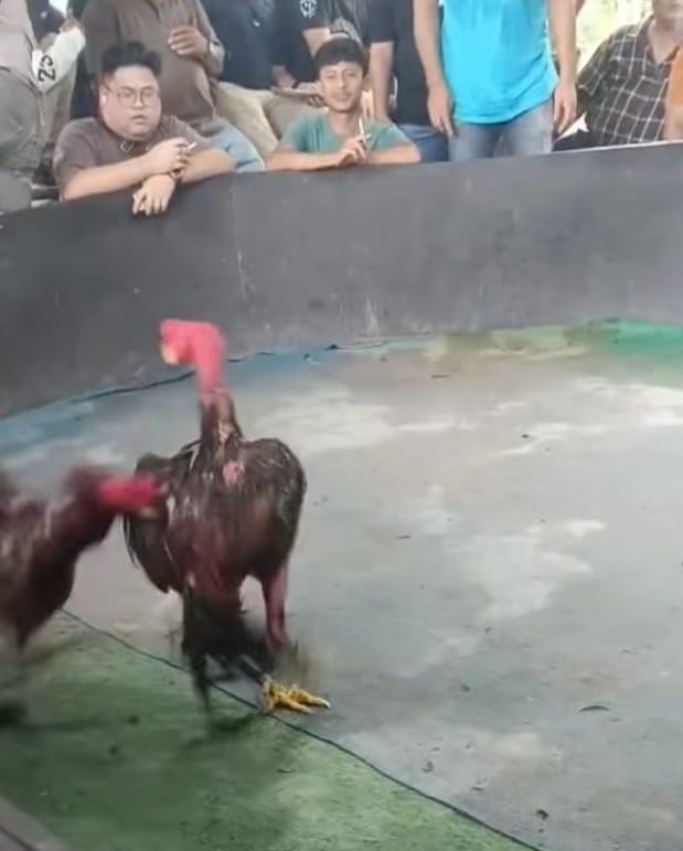 Ironi Operasi Pekat: Kapolrestabes Medan Gencar Sikat Judi, ‘Sabung Ayam’ Gang Sejati Malah Kebal Hukum