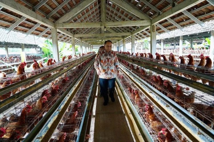MBG Tak Hanya Tingkatkan Gizi, Tapi Dorong Pertumbuhan Industri Unggas