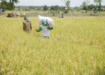 Kejar Target, Ribuan Koperasi Merah Putih Disiapkan untuk Sejahterakan Petani