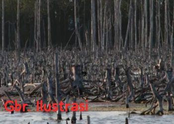 Dugaan Pembabatan Hutan Mangrove dan Perusakan Lingkungan di Sorot, Sudah di Periksa, Mengapa Belum Ada Tersangkanya?
