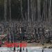 Dugaan Pembabatan Hutan Mangrove dan Perusakan Lingkungan di Sorot, Sudah di Periksa, Mengapa Belum Ada Tersangkanya?
