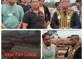 Ulin Tumbang di Tengah Ekspansi Eukaliptus: Siapa Menjaga Hutan Adat?