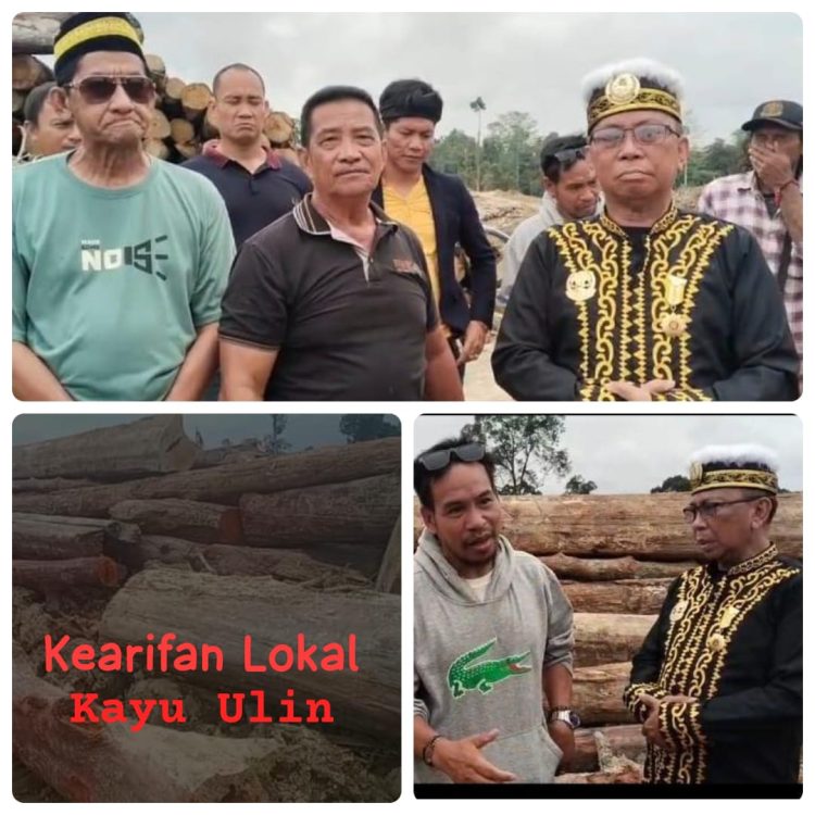 Ulin Tumbang di Tengah Ekspansi Eukaliptus: Siapa Menjaga Hutan Adat?