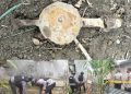 Ranjau Darat Ditemukan Warga di Teluk Bakung, Tim Gegana Brimobda Sumut Musnahkan dengan Aman