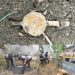 Ranjau Darat Ditemukan Warga di Teluk Bakung, Tim Gegana Brimobda Sumut Musnahkan dengan Aman