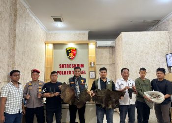 Perdagangan Ilegal Satwa Dilindungi Digagalkan di Sipirok, Polisi Amankan Sisik Trenggiling hingga Kulit Kijang