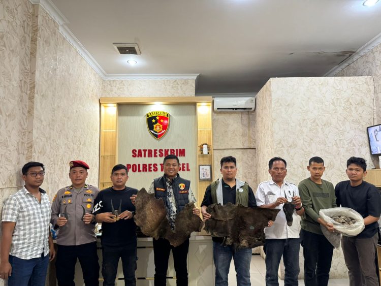 Perdagangan Ilegal Satwa Dilindungi Digagalkan di Sipirok, Polisi Amankan Sisik Trenggiling hingga Kulit Kijang