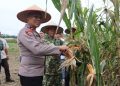 Polres Binjai Bersama Forkopimda Ikuti Panen Raya Jagung Serentak Kuartal II dan Launching Program Ketahanan Pangan Polri