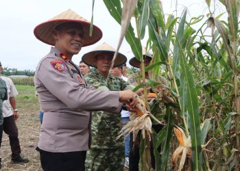 Polres Binjai Bersama Forkopimda Ikuti Panen Raya Jagung Serentak Kuartal II dan Launching Program Ketahanan Pangan Polri