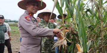 Polres Binjai Bersama Forkopimda Ikuti Panen Raya Jagung Serentak Kuartal II dan Launching Program Ketahanan Pangan Polri