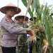 Polres Binjai Bersama Forkopimda Ikuti Panen Raya Jagung Serentak Kuartal II dan Launching Program Ketahanan Pangan Polri
