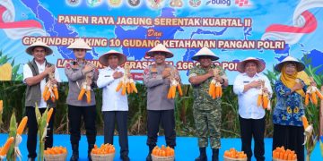 Polda Sumut Ikuti Panen Raya Jagung Serentak Polri Bersama Presiden Prabowo, Dukung Ketahanan Pangan Nasional