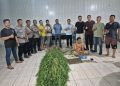 Tanam Ganja di Balik Tembok, Pria di Tanjung Morawa Diciduk Polisi! 40 Batang Setinggi 2 Meter Disita