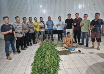 Tanam Ganja di Balik Tembok, Pria di Tanjung Morawa Diciduk Polisi! 40 Batang Setinggi 2 Meter Disita