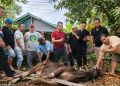 PD KBB Berau Laksanakan Pemotongan Hewan Kurban, Tebar Kepedulian dan Semangat Berbagi di Hari Raya Iduladha