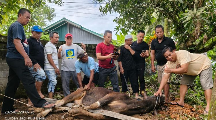 PD KBB Berau Laksanakan Pemotongan Hewan Kurban, Tebar Kepedulian dan Semangat Berbagi di Hari Raya Iduladha