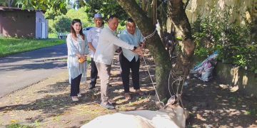 Hari Raya Idul Adha 1447 H, Polres Binjai Sembelih 7 Ekor Sapi dan 3 Ekor Kambing