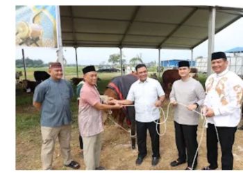 Polda Sumut Sembelih 31 Ekor Sapi di Hari Raya Idul Adha & Dibagikan dalam 4.976 Paket, Sapi Kurban Kapolda Berbobot 1 Ton