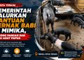 Bantuan Ternak Babi di Mimika Perkuat Ketahanan Pangan Sekaligus Jaga Kearifan Budaya Papua