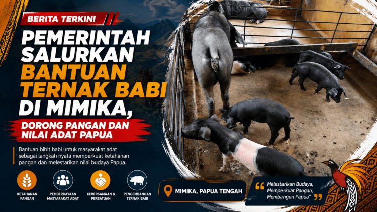 Bantuan Ternak Babi di Mimika Perkuat Ketahanan Pangan Sekaligus Jaga Kearifan Budaya Papua