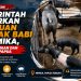 Bantuan Ternak Babi di Mimika Perkuat Ketahanan Pangan Sekaligus Jaga Kearifan Budaya Papua