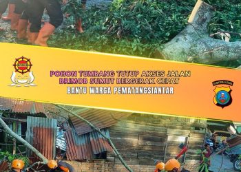 “Pohon Tumbang Tutup Akses Jalan, Brimob Sumut Bergerak Cepat Bantu Warga Pematangsiantar”