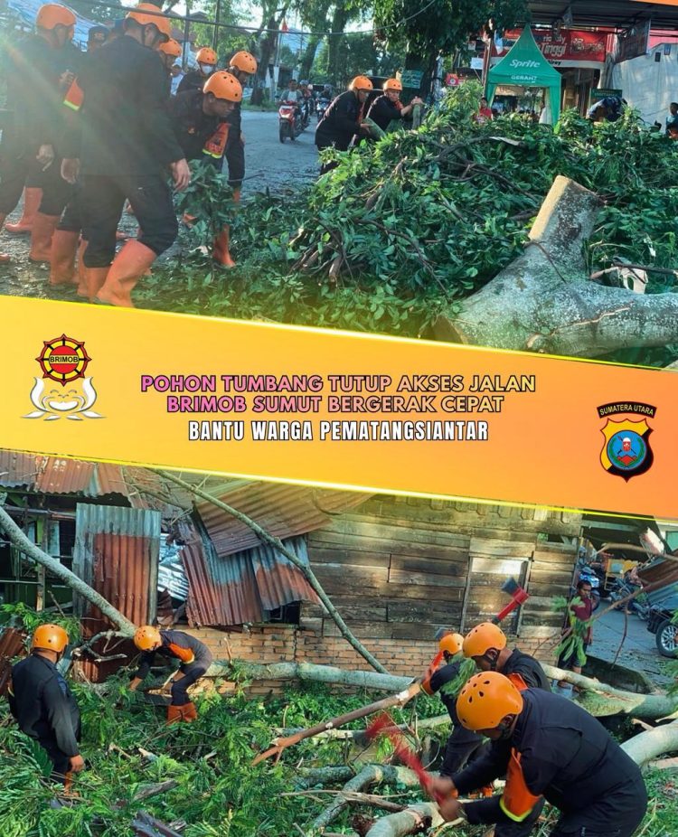 “Pohon Tumbang Tutup Akses Jalan, Brimob Sumut Bergerak Cepat Bantu Warga Pematangsiantar”